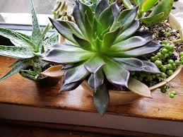 0 more photos view gallery. What Is Happening To My Black Prince These Are The Latest 2 Of Many Leaves To Lose Color And Eventually Shrivel Help Succulents