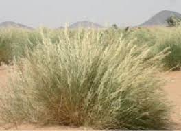 Image result for Stipagrostis