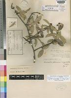 Image result for Ancylobothrys amoena