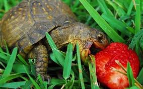 We did not find results for: Turtles Eating Wallpapers Wallpaper Cave