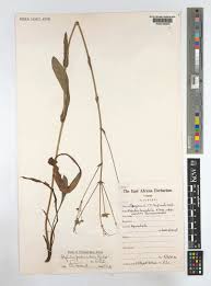 Image result for Alepidea