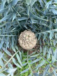 Image result for Dovyalis macrocalyx