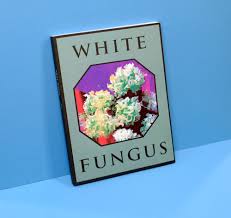 It has a few common names being in ancient china, white fungus is very healthful for middle and old aged people, especially for people. A Can Of White Fungus Stack Magazines