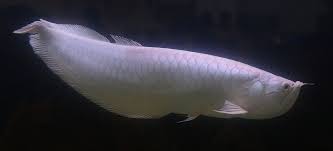 We did not find results for: Inilah 16 Jenis Ikan Hias Termahal Di Indonesia Blog Ruparupa