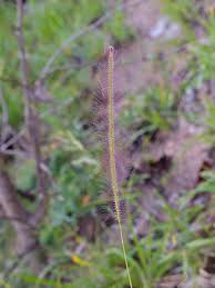 Image result for Perotis patens