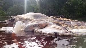 Maybe you would like to learn more about one of these? Scientists Have Identified The 50 Foot Creature That Washed Up On An Indonesian Beach The Washington Post