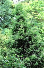 Image result for Maytenus