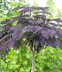 And surprisingly i think the flower is actually quite attractive. Albizia Summer Chocolate Bluhende Straucher Bei Baldur Garten