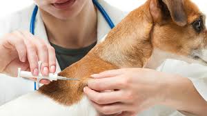 Apr 15, 2021 · you may get booster shots as a baby, teen, or adult. Dog Vaccinations What You Need To Know Direct Line