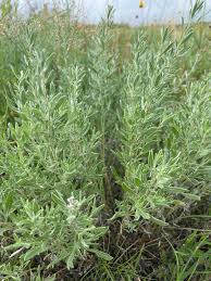 Image result for Heterotis canescens