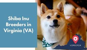 Check spelling or type a new query. 14 Shiba Inu Breeders In Virginia Va Shiba Inu Puppies For Sale Animalfate