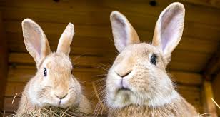 Try looking in your local. The 1st Of The Month Did You Say Rabbit Rabbit Farmers Almanac