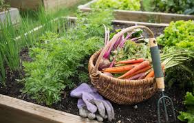 Image result for images of  a kitchen garden