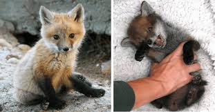 Adorable Baby Foxes Sneaking Into Everyone S Hearts I Can Has Cheezburger