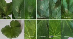 Image result for Pseudomonas syringae