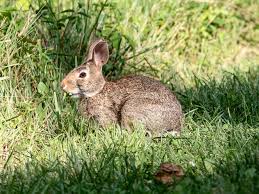 The bunnies will usually go after broccoli, beans, beet tops to determine whether the damage is caused by deer or rabbits, look at the break in the stem; Rabbits Eating Your Shrubs Try One Of These 5 Tips Greentec Nursery