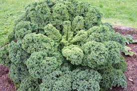 Image result for kadeřávek