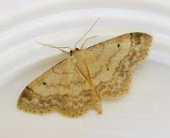Image result for Idaea biselata