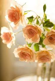 No matter what color or size, rose flower arrangements and bouquets are among the most beautiful ways to express how much you love and appreciate the recipient. 33 Peach Flowers Ideas Flowers Peach Flowers Beautiful Flowers