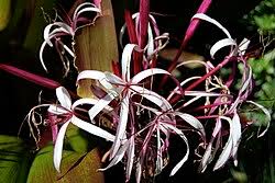 Image result for Crinum aurantiacum