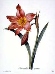 Image result for Hippeastrum puniceum