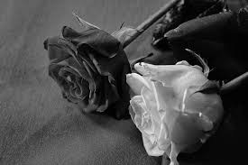 Maybe you would like to learn more about one of these? Rose Black White Love Loyalty Give Blossom Bloom Flowers Art Symbolism Color Game Pikist