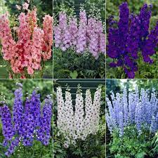 Delphinium Pacific Giant Flower Quotes Best Flower Wallpaper
