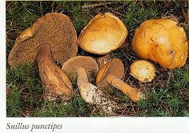 Image result for Suillus punctipes