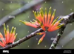 Image result for Dictyophleba