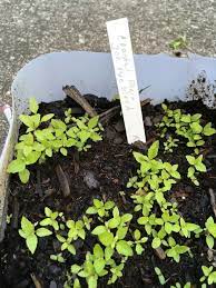 Hey guys in this video we take a look at the identification features of a medicinal plant called spotted joe pye weed. Photo Of The Seedling Or Young Plant Of Coastal Plain Joe Pye Weed Eutrochium Dubium Little Joe Posted By Samlav Garden Org