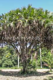 Hyphaene Compressa East African Doum Palm Buy Seeds At Rarepalmseeds Com
