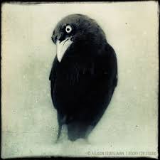 Black And White Raven Art Black And White Raven Photo Marthastewartliving Raven Art Crow Art Black Bird