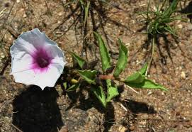 Image result for Ipomoea welwitschii