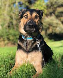 Brown german shepherd and lab mix. 8 Questions Answered About The German Shepherd Lab Mix K9 Web