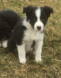 And just in time for valentine's day!!! Border Collie Puppies For Sale In Michigan Petfinder