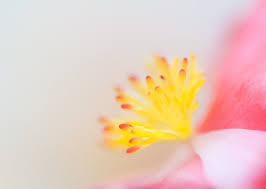 5 Camera Settings That All Macro Photographers Should Know Macro Photographers Creative Macro Photography Macro Photography Settings