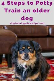 4 Steps To Potty Train An Older Dog Dog Training Advice Tips Dog Training Obedience Dog Obedience Dog Training