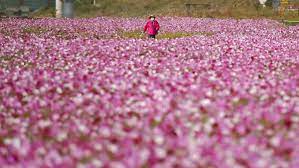 Check spelling or type a new query. Foto Indahnya Taman Bunga Cosmos Di Korsel