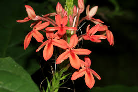 Image result for Ruspolia seticalyx