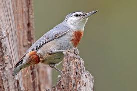 Kruper S Nuthatch Www Kitday Uk Com Nuthatch Beautiful Birds Bird Photo