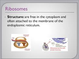 Check spelling or type a new query. Cell Organelles 7 12d Differentiate Between Structure And Function In Plant And Animal Cell Organelles Including Cell Membrane Cell Wall Nucleus Cytoplasm Ppt Download