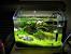 Planted Betta Tanks