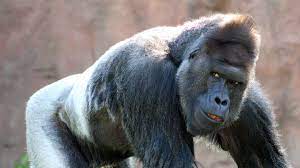 Gorilla trifft auf Murmeltier – sanfte Reaktion überrascht alle