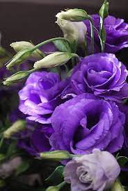 Lithianthus For Boquet Purple Flowers Pretty Flowers Love Flowers