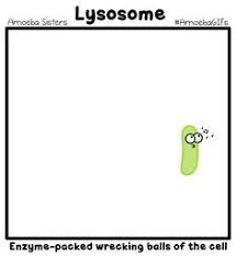 We Have A New Organelle Gif Demonstrating How Lysosomes Use Enzymes To Digest Various Things In The Cell As Alway Fun Science Science Videos Creative Teaching
