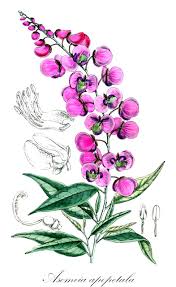 Image result for Polygalaceae
