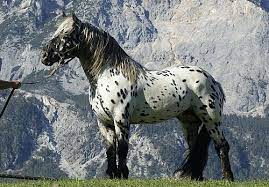 noriker pinzgauer stallion justus elmar xiv horses draft horses horse breeds