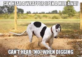 Pin By Karen Watson On Grey Humor 3 Greyhounds Funny Grey Hound Dog Greyhound Rescue