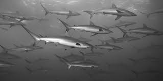 Read more about the south african st. Https Portals Iucn Org Library Efiles Documents 2005 029 Pdf