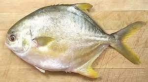 Pompano Golden Florida Fish Wood Slice Crafts Freshwater Fish